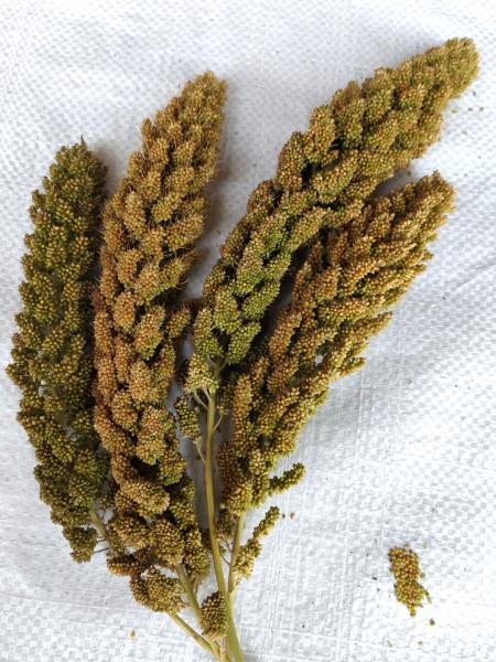 Weiße lockere Kolbenhirse halbreif 0,5 kg VORBESTELLUNG
